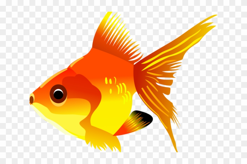 Drawn Goldfish Real Fish - Fish Clipart Transparent Background - Png Download