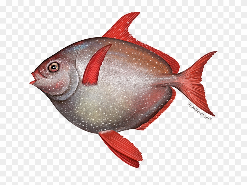 Fishwatch Image Black And White Library - Coral Reef Fish Clipart #2105927