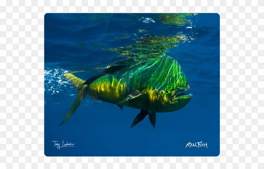 Realfish H20 Series - Tony Ludovico Clipart #2106226