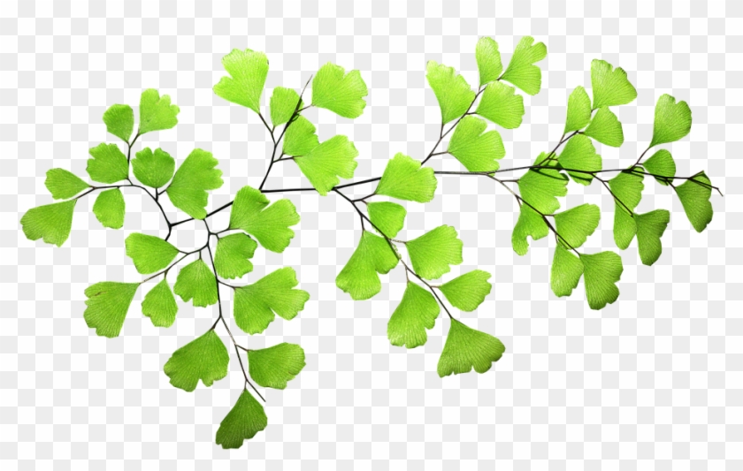 Free Photo Leaf Plant Fern - Hair Fern Transparent Clipart #2106375