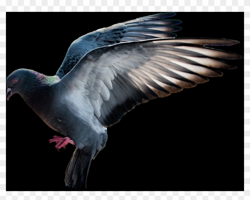 Flying Pigeon Png Clipart #2106414