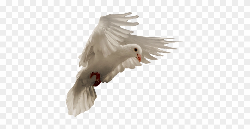 Pigeon Png - European Herring Gull Clipart
