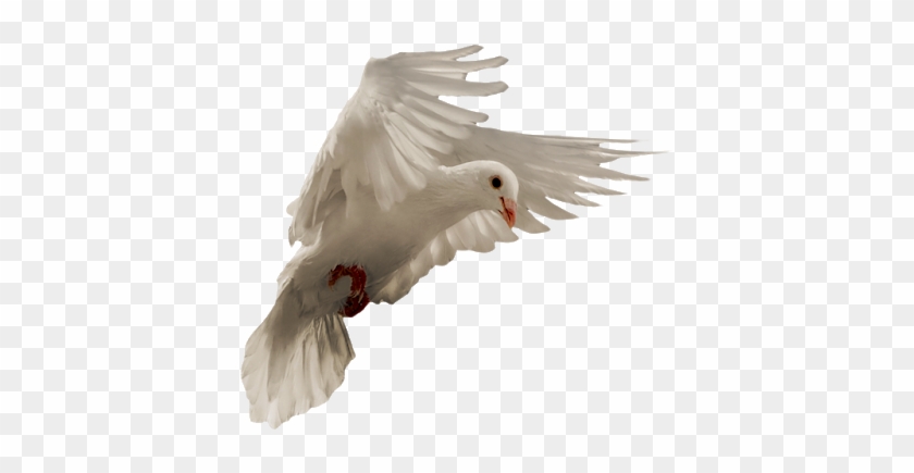 Pigeon Png - European Herring Gull Clipart #2106553