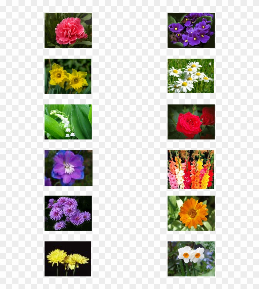 Birth Flower Clipart