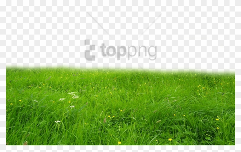 Free Png Download Grass Hd Png Images Background Png - Grass Png Clipart #2107154