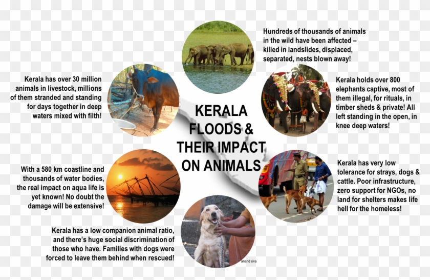 A Complexity Called Kerala In The Aftermath Of The - Tree Clipart #2107454