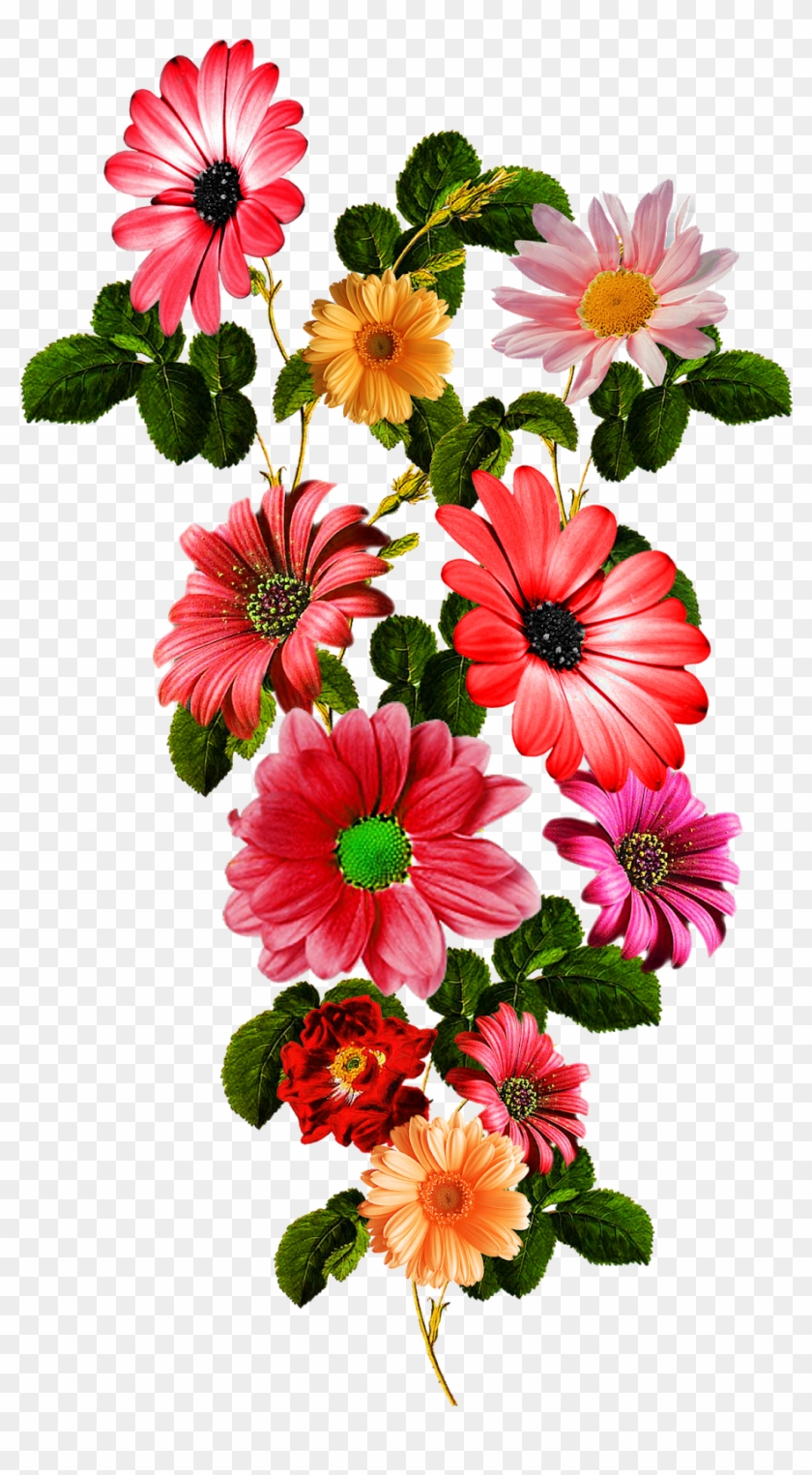 Vector,flower,vector Art,flower Vector,vector Flower - African Daisy Clipart #2107888