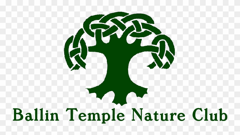 Live - Draw Celtic Tree Of Life Clipart