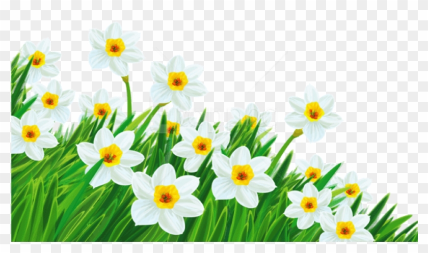 Free Png Download Transparent Grass With Daffodils - Spring Flowers Transparent Background Clipart