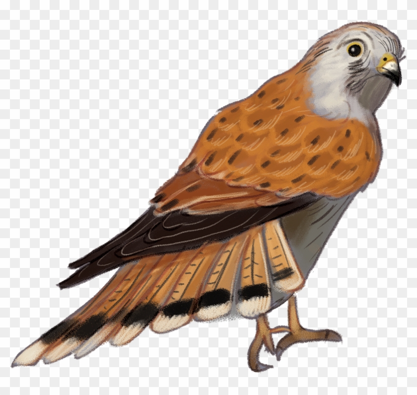 Nankeen-kestrel - Hawk Clipart
