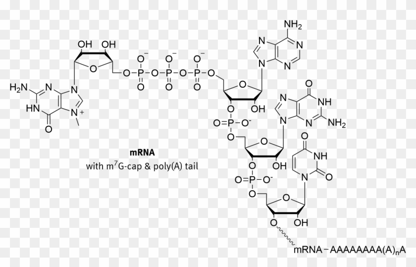 5 Prime Cap - Rna Cap Clipart