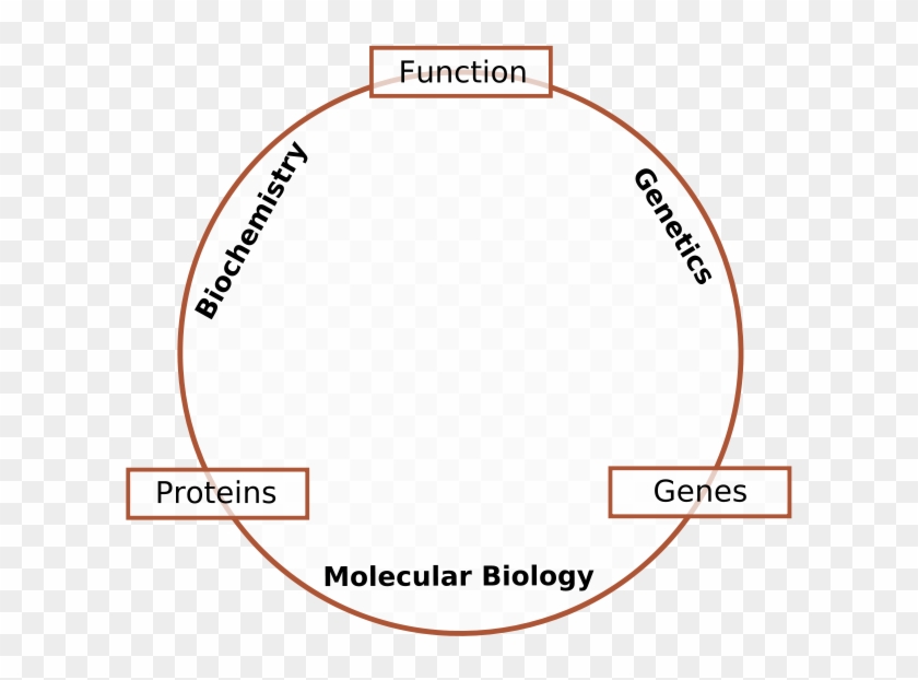 Molecular Biology Is The Branch Of Biology That Deals - Molecular Biology Clipart