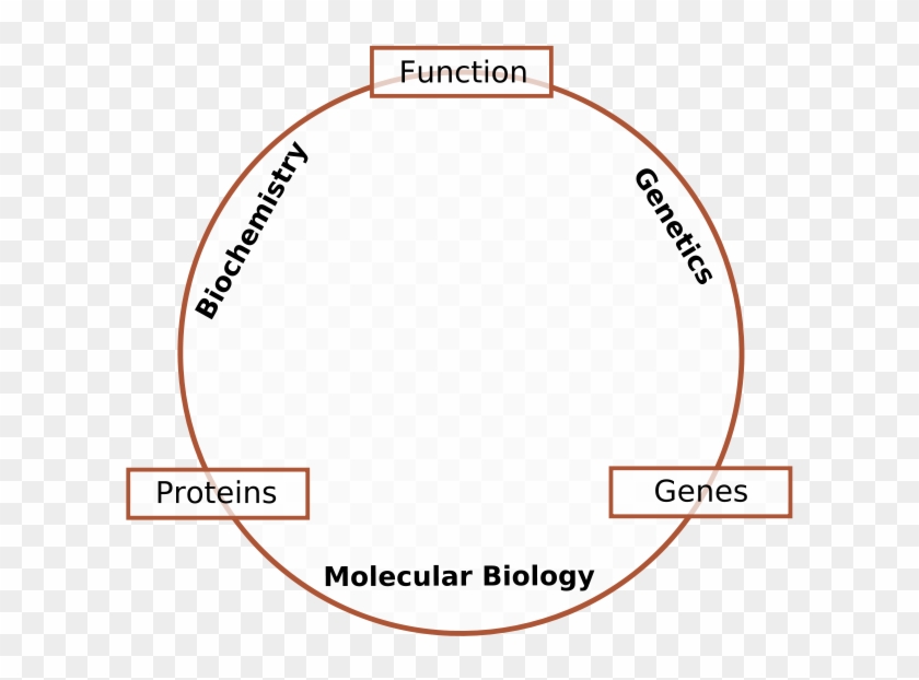 Molecular Biology Is The Branch Of Biology That Deals - Molecular Biology Clipart #2111094