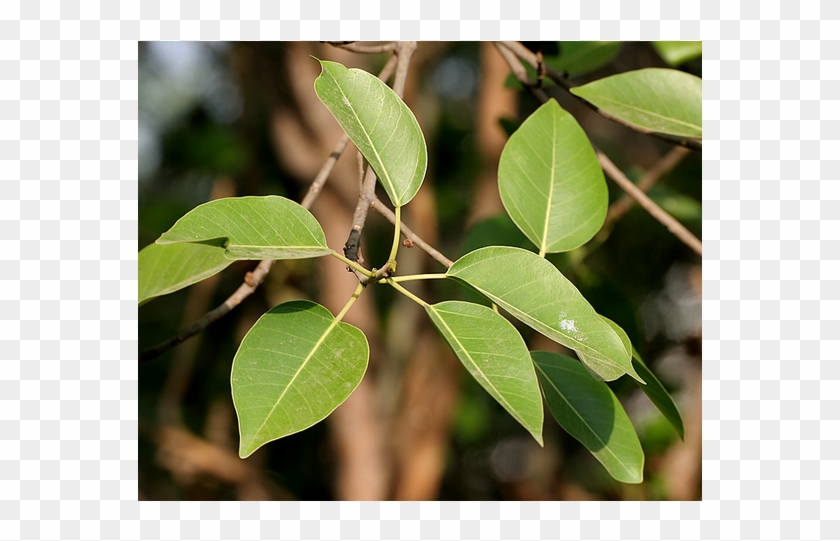 Next Prev - Osage Orange Clipart