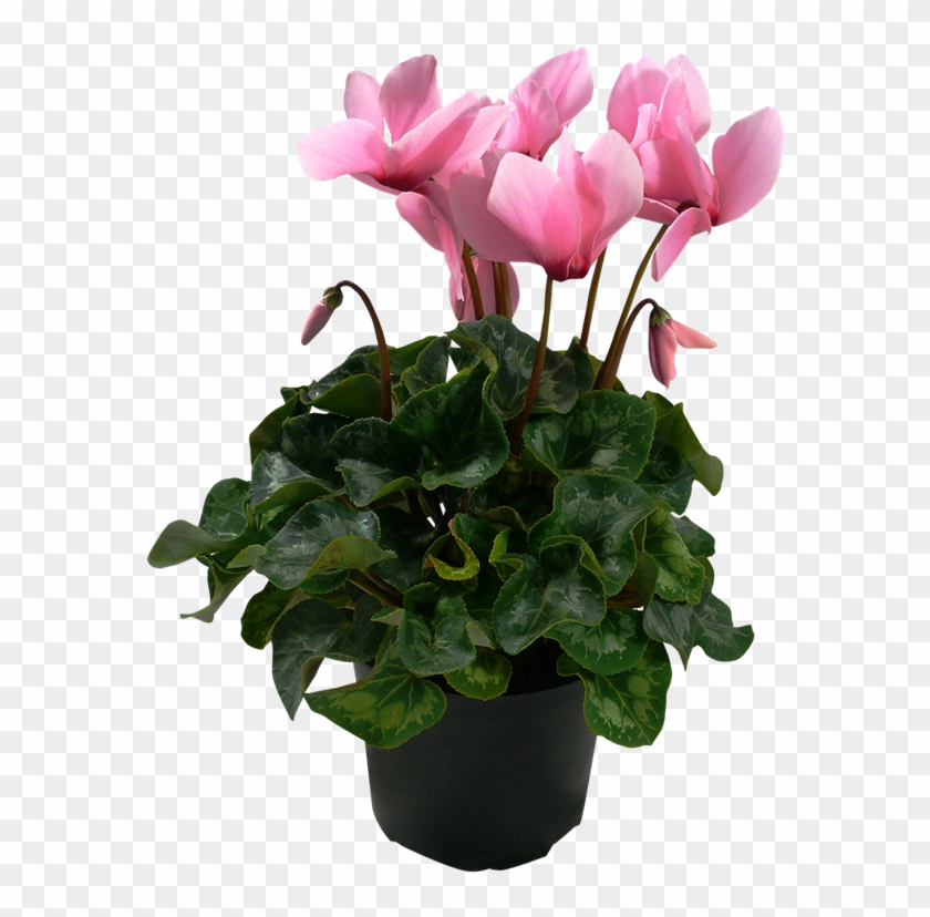 150mm Cyclamen - Cyclamen - Indoor Flowering Plants Nz Clipart #2112856