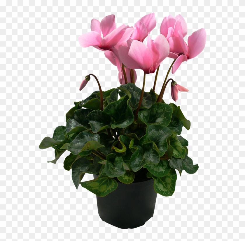150mm Cyclamen - Cyclamen - Indoor Flowering Plants Nz Clipart
