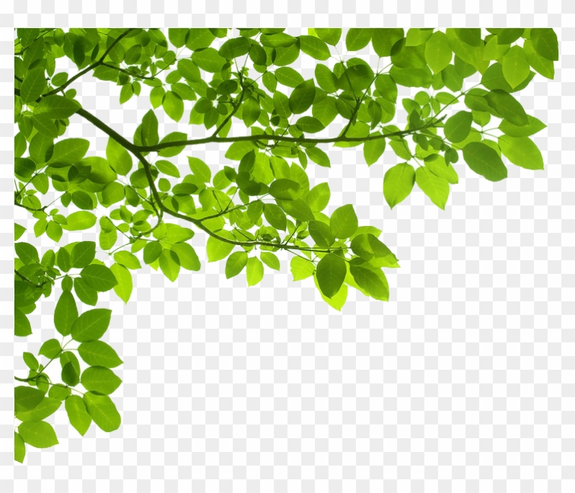Gallery Transparent Green Leaf Border Png Clipart 2113540