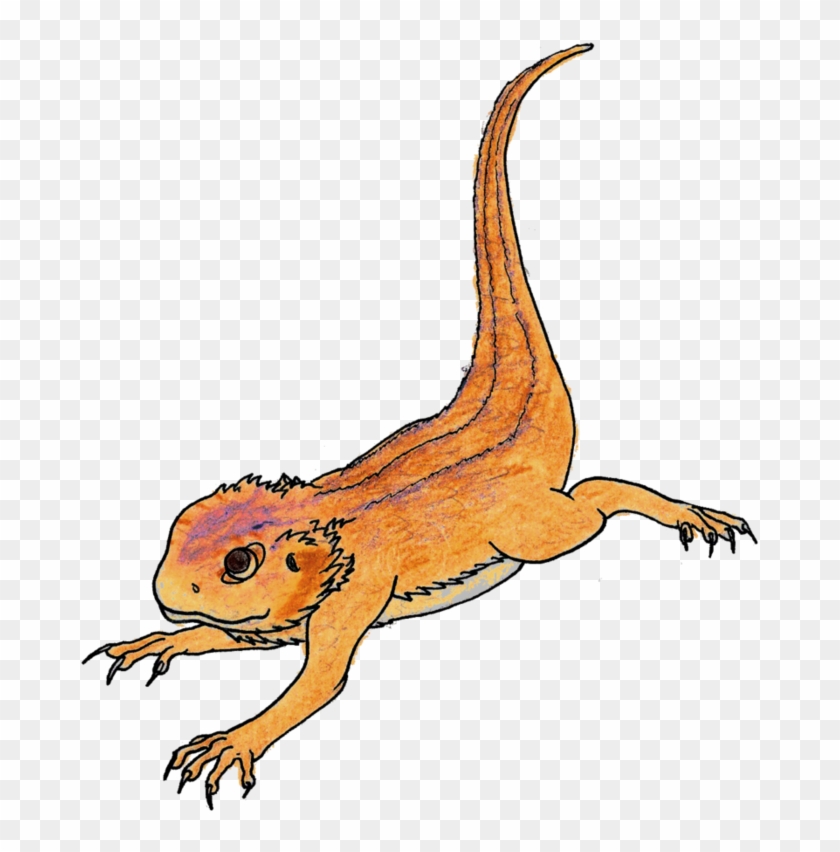 Bearded Dragon Png Pic Clipart #2114237