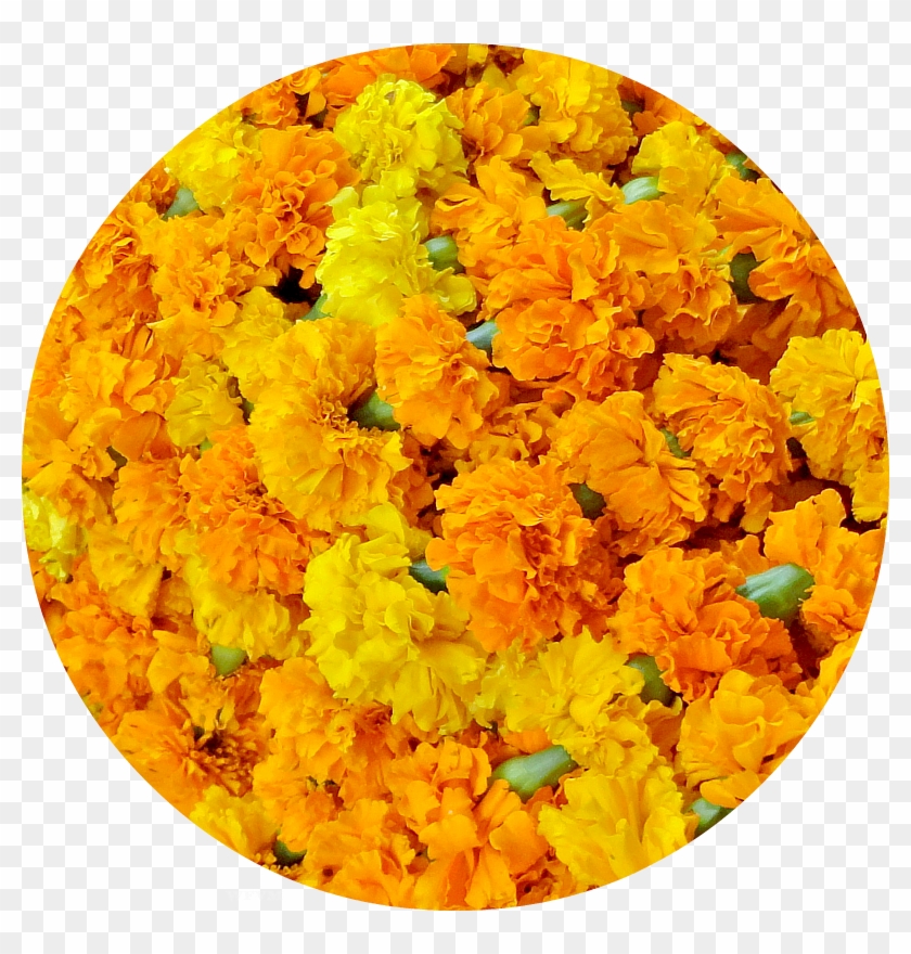 Marigolds, Orange And Yellow, Are The Traditional Flowers - Mimosa Clipart