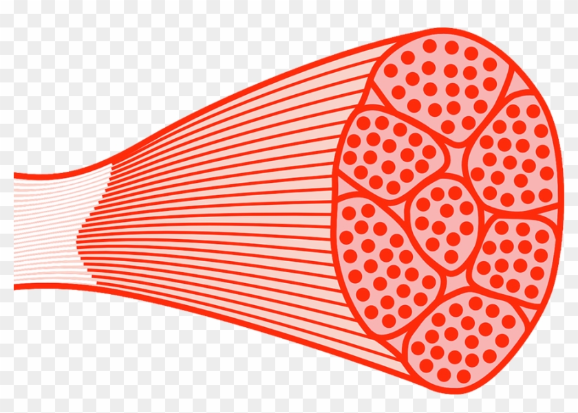 Spastic Paralysis Spinal Cord Injury - Skeletal Muscle Png Clipart