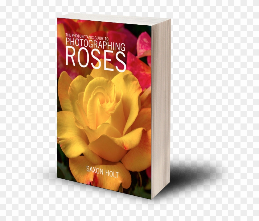 Photobotanic - Hybrid Tea Rose Clipart #2114661