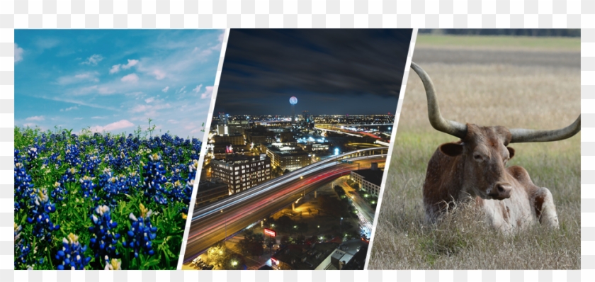 Texas Clipart #2114768