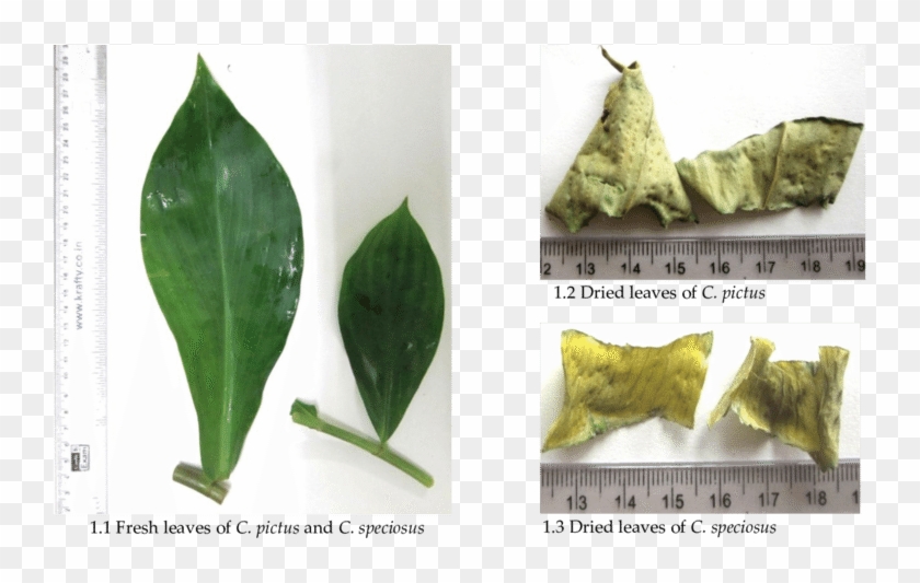 Macroscopy Of Costus Speciosus And C - Datura Inoxia Clipart