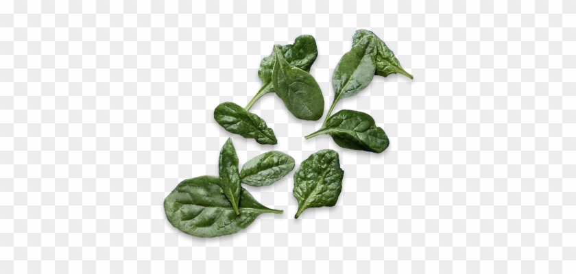 We'll Keep Tabs On Your Toppings - Spinach Clipart #2115944