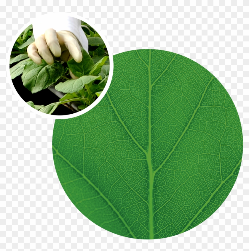 Image - Klimaforum Clipart