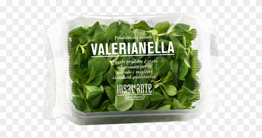Spinach Clipart