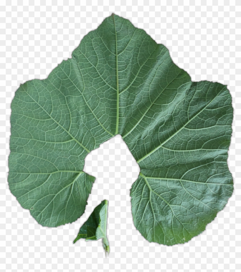 Soak The Leaves In A Solution Of Around 20 Ml - Plant Pathology Clipart