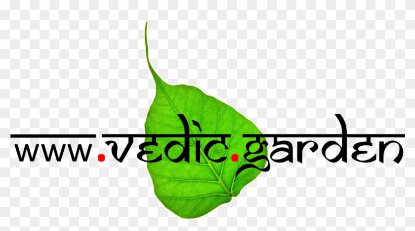 Garden Plants Online - Chai Garam Clipart