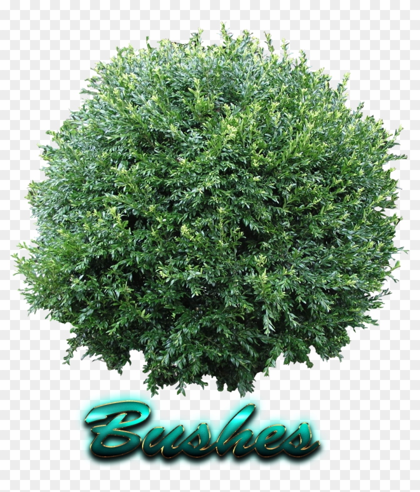 Bush Png Texture Clipart #2117046