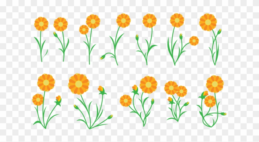 Calendula Plant Vector - Calendula Vector Png Clipart