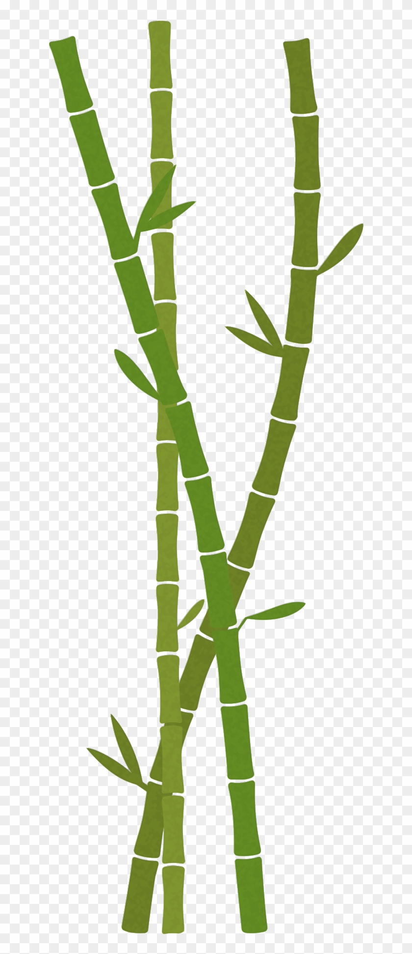 Vector Trees & Exterior Plants - Bamboo Clipart #2117681
