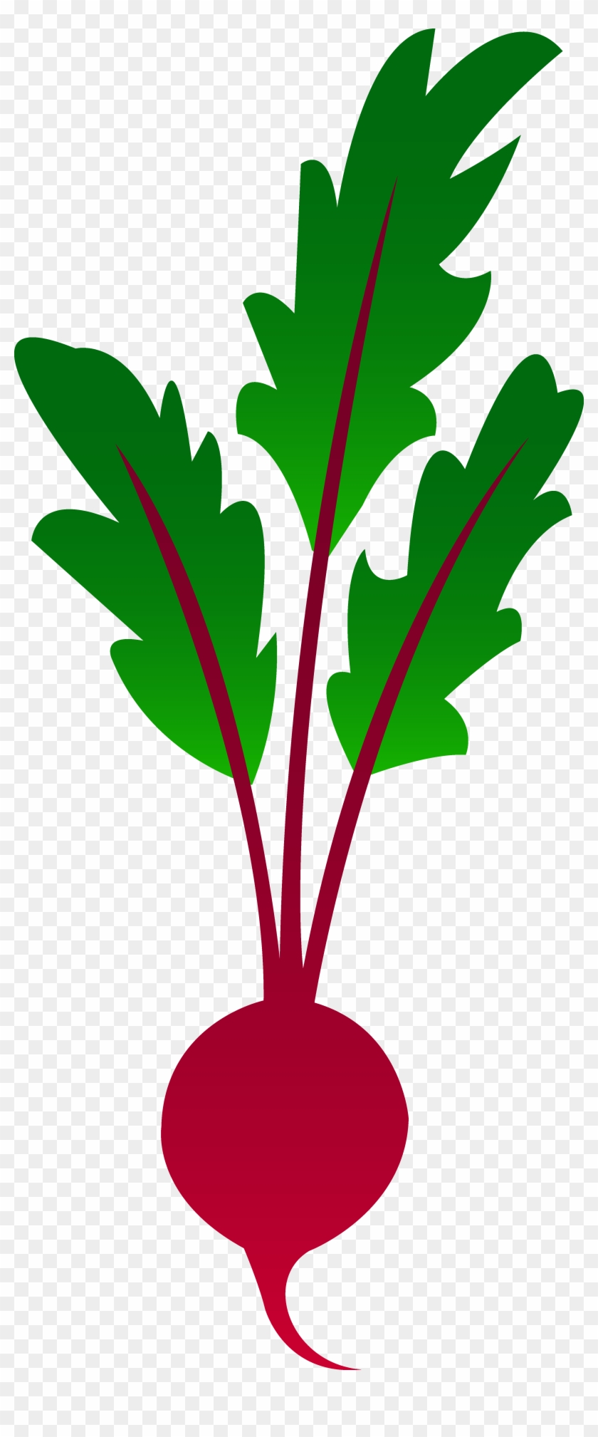 3470 X 8171 15 0 - Beet Clipart - Png Download