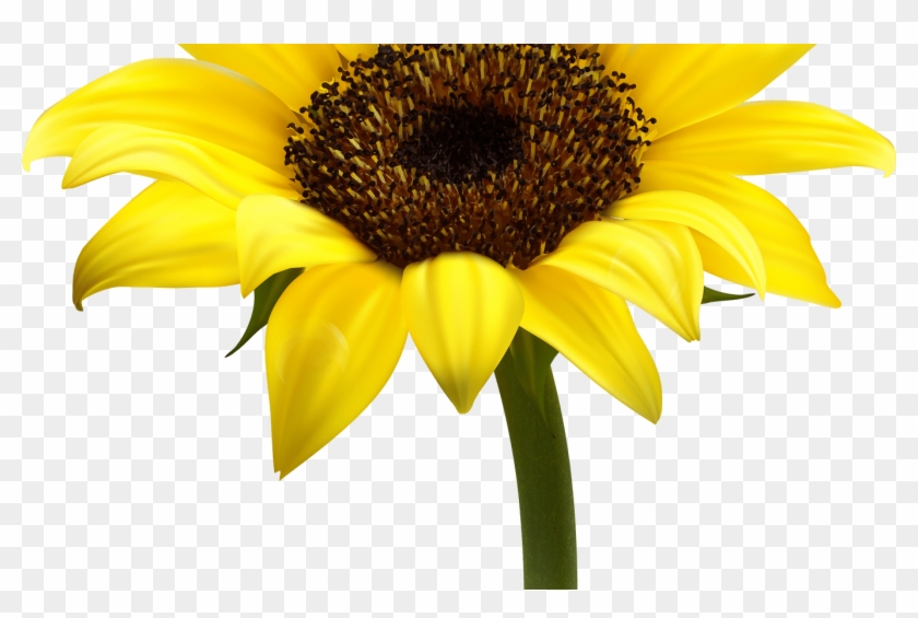 Sunflower Transparent Png Image Web Icons Png - Transparent Background Sunflower Png Clipart #2118494