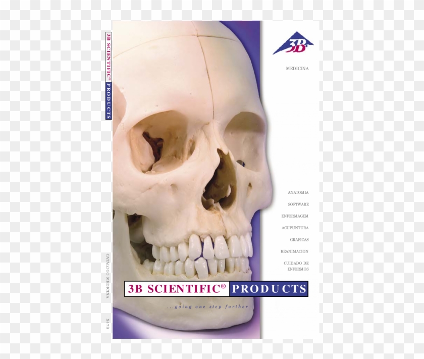 Humo Blanco Cigarrillo Cráneo Png Humo Blanco Cigarrillo - 3b Scientific Clipart #2120839