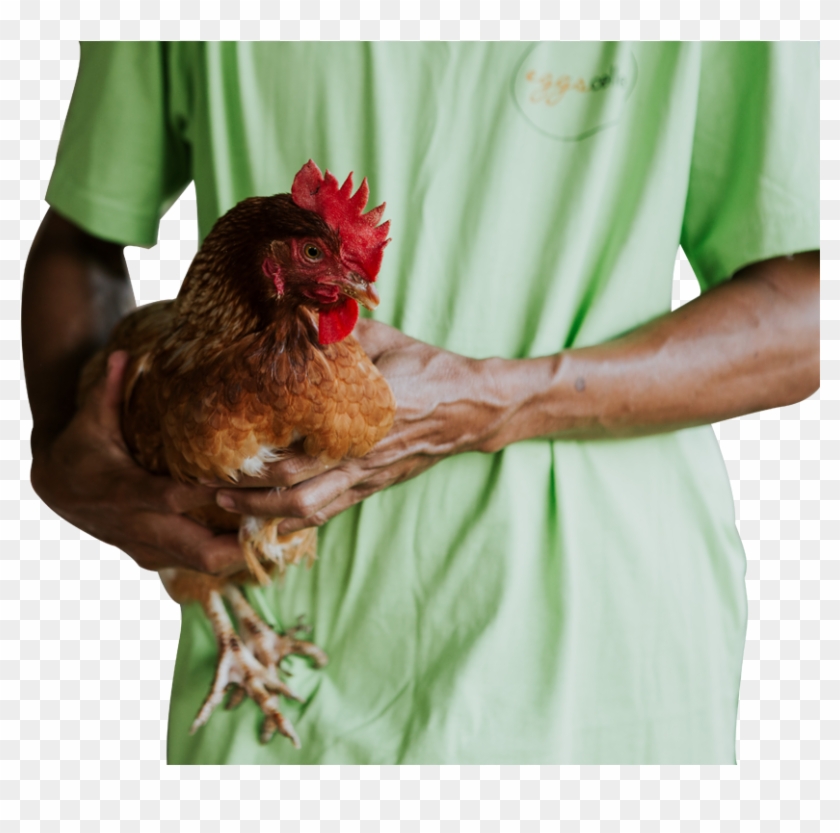 Happy Chickens - Rooster Clipart #2126303