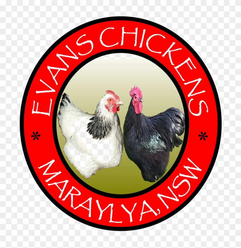 Evans Chickens Photos Backyard Chickens For Sale Sydney - Rooster Clipart