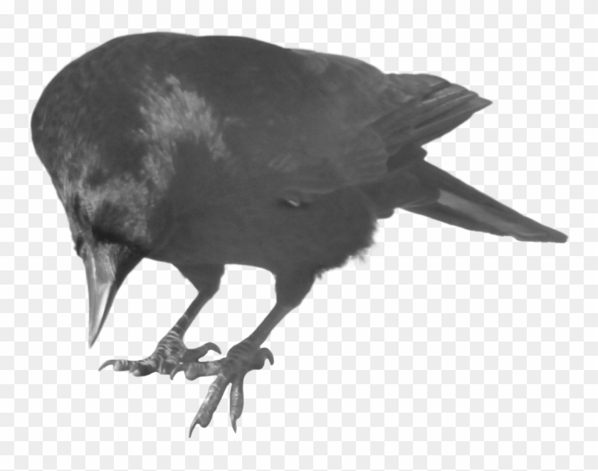 Crow Free Png Transparent Background Images Free Download - Crow Curious Clipart #2126606