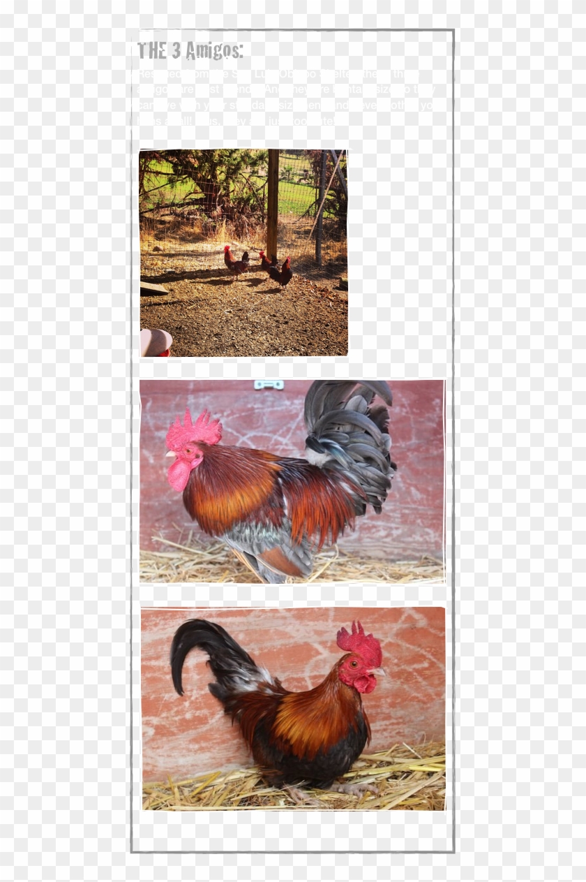 The 3 Amigos - Rooster Clipart #2126673