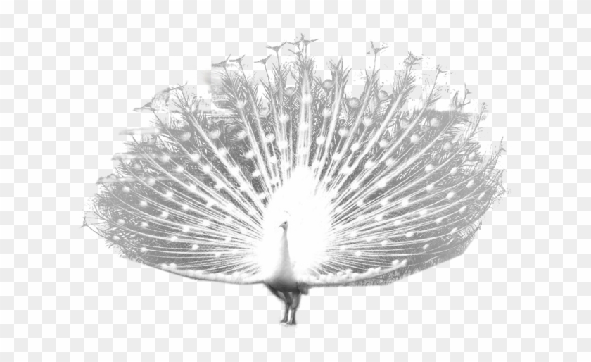 Download Peacock Png Transparent Images Transparent - Peafowl Clipart #2127170
