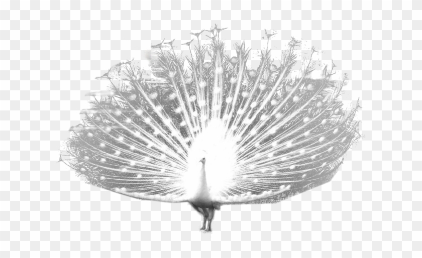 Download Peacock Png Transparent Images Transparent - Peafowl Clipart