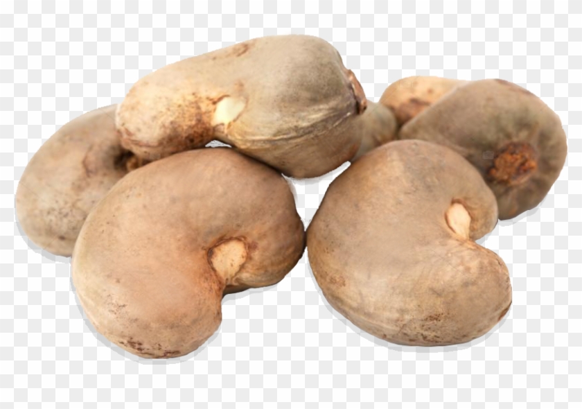 Our Flagship Product Is The Cashew Nut - Russet Burbank Potato Clipart #2127519