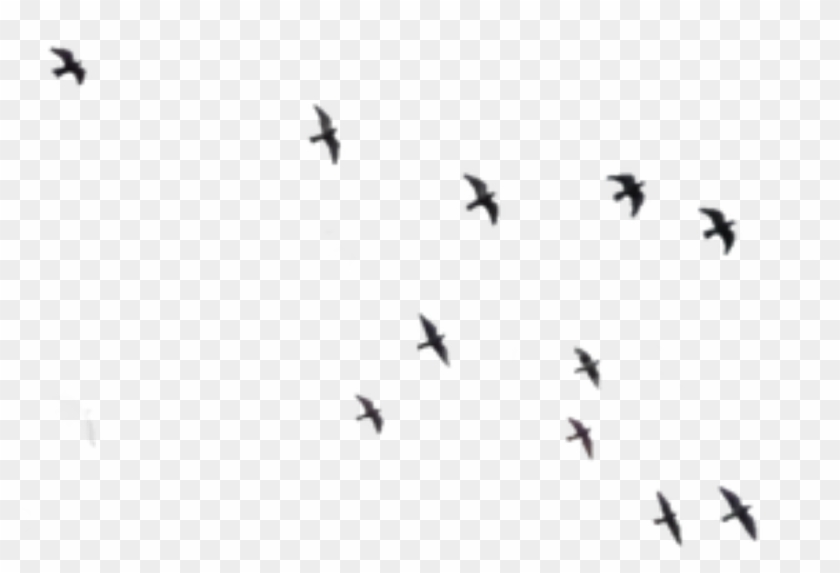 #ftestickers #birds #silhouette #animals #bird #animal Clipart #2129916