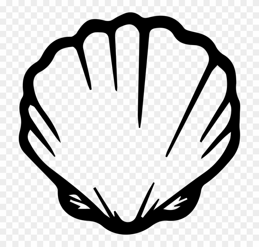 Seashell Shell Ocean - Black And White Seashell Clipart