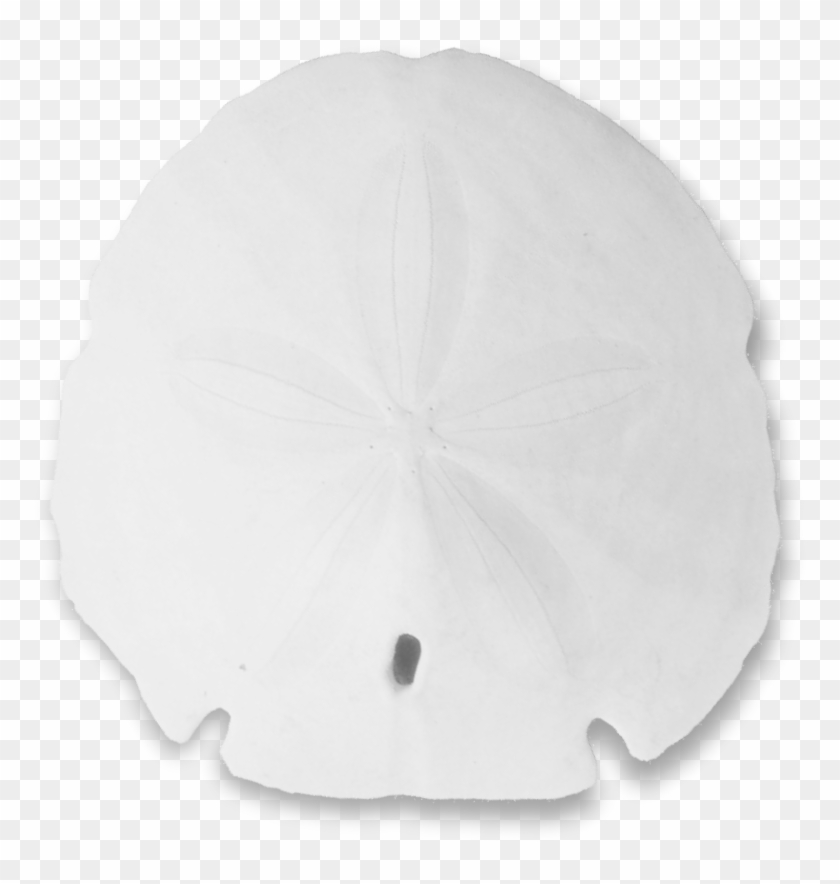 Png Black And White Transparent Ⓒ - Sand Dollar Clipart #2131206