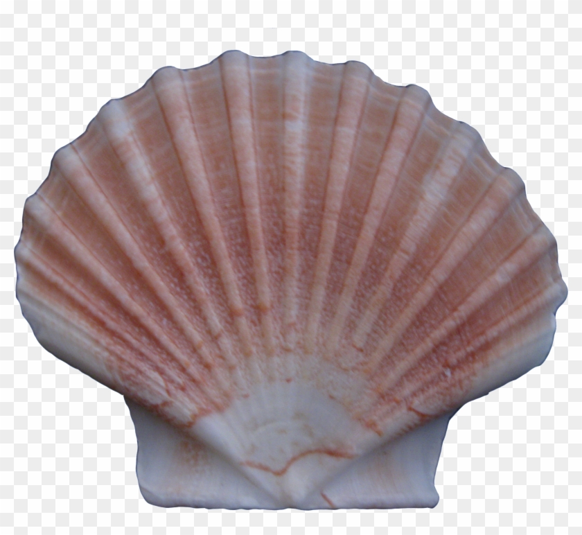 Cockle Conchology Seashell - Shell Clipart