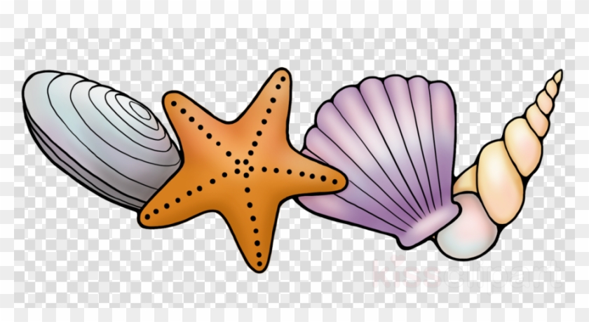 Download Seashell Long Border Transparent Clipart Starfish - Png Download #2131291